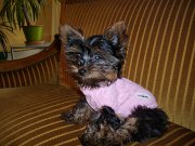 Gaston_de_Chatillon_050.JPG